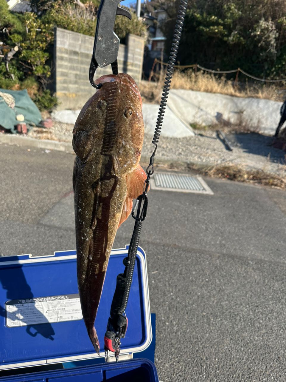 シーバス木‪𓆝さんの釣果 3枚目の画像