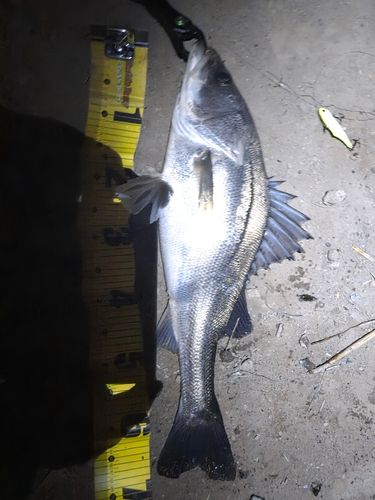 シーバスの釣果