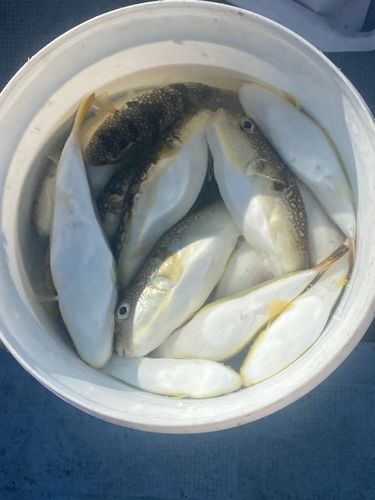 ショウサイフグの釣果