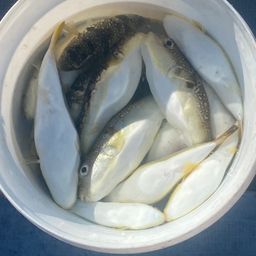 ショウサイフグ