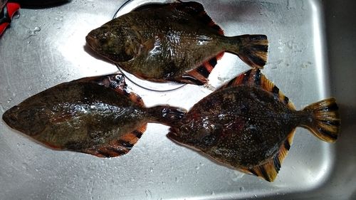 カワガレイの釣果