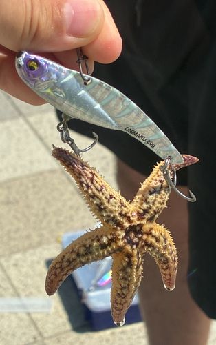 神戸空港親水護岸