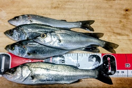 セイゴ（マルスズキ）の釣果