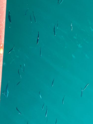 マイワシの釣果