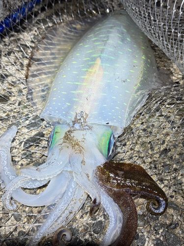 アオリイカの釣果