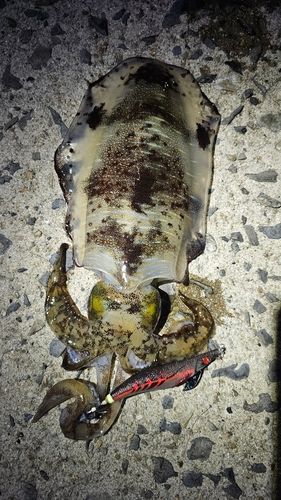 アオリイカの釣果