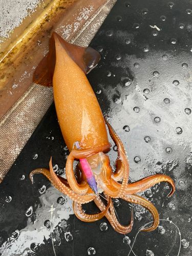 スルメイカの釣果