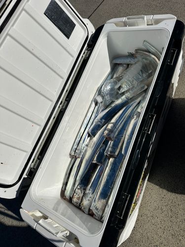 タチウオの釣果