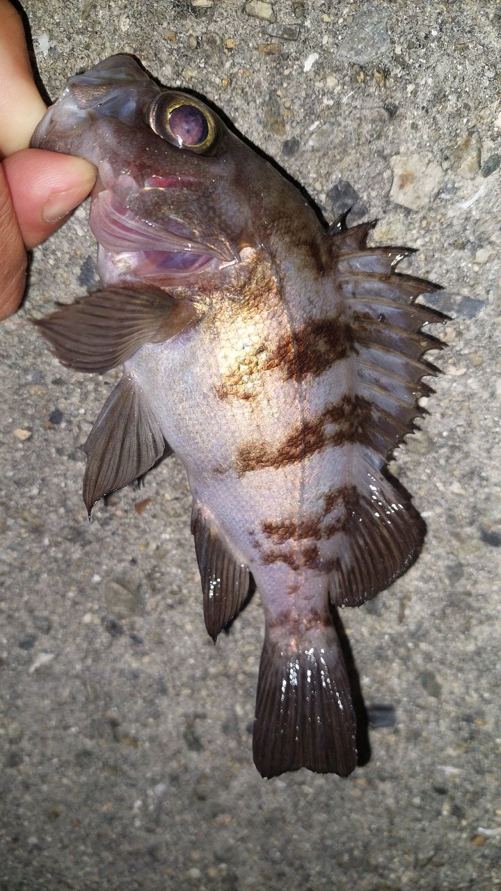 鯵道1Ｇ　S682Ｌ　メジャークラフト 鯵道1G アジング – メジャークラフト｜Major Craft Web