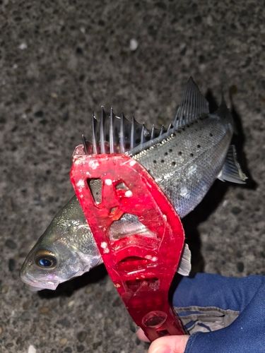 セイゴ（タイリクスズキ）の釣果