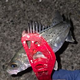 セイゴ（タイリクスズキ）