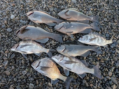 クロダイの釣果