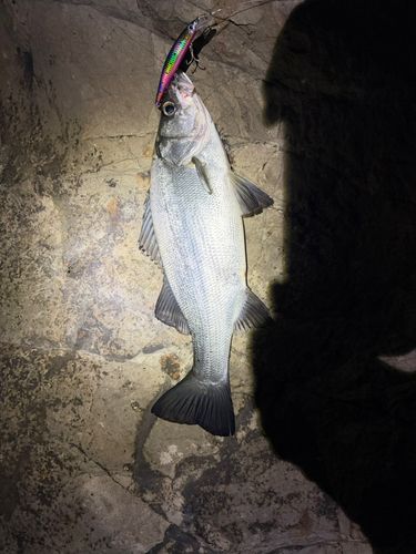 ヒラスズキの釣果