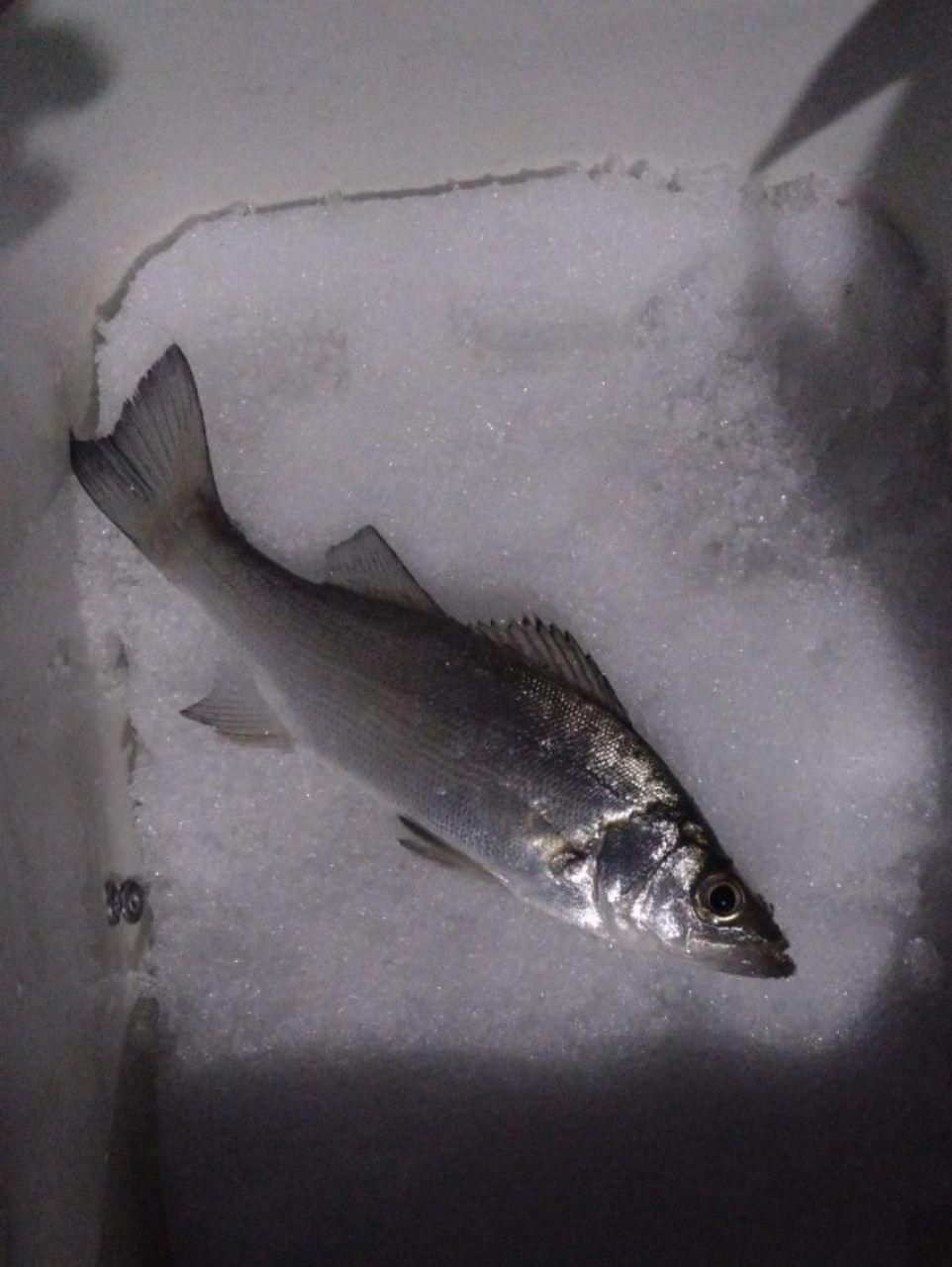 セイゴ（ヒラスズキ）