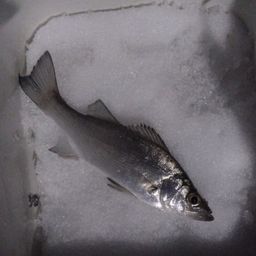 セイゴ（ヒラスズキ）