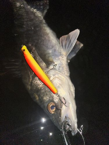 フッコ（マルスズキ）の釣果