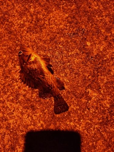 クロソイの釣果