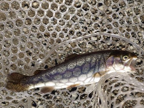 ニジマスの釣果