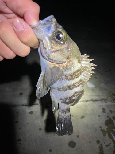メバルの釣果