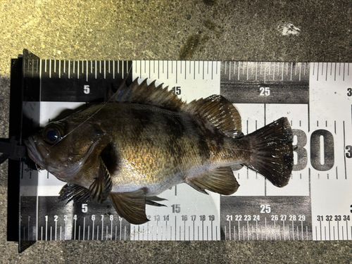 メバルの釣果