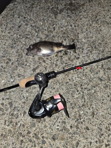 クロメバルの釣果