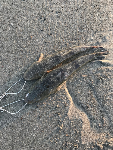 マゴチの釣果