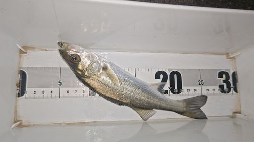 セイゴ（マルスズキ）の釣果