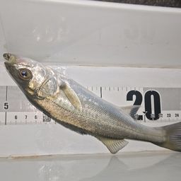 セイゴ（マルスズキ）