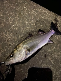 セイゴ（マルスズキ）の釣果