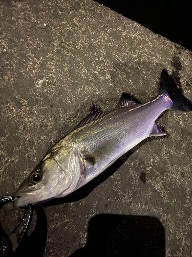 セイゴ（マルスズキ）の釣果