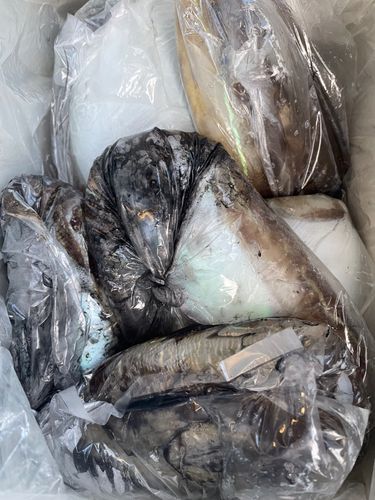 東京湾（アクアライン〜富津）