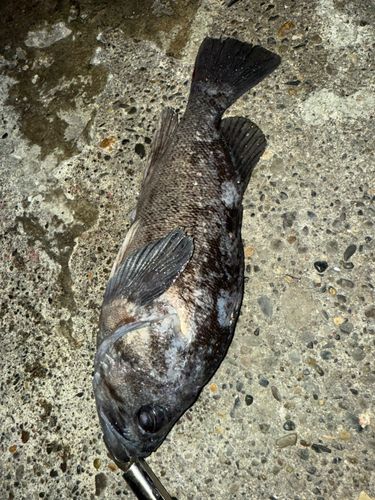 クロソイの釣果