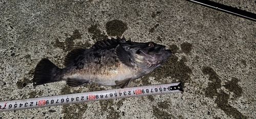 クロソイの釣果