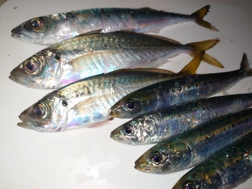アジの釣果