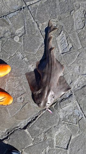 カスザメの釣果