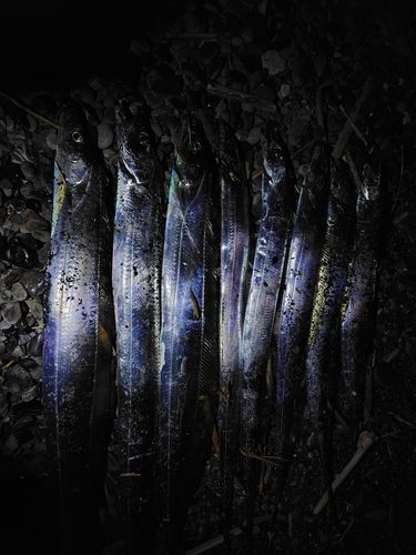 タチウオの釣果