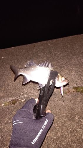 セイゴ（マルスズキ）の釣果