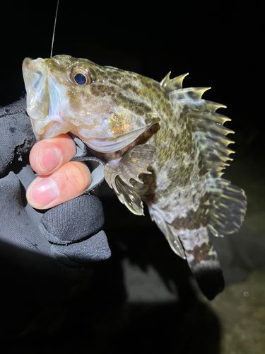 タケノコメバルの釣果