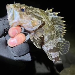 タケノコメバル