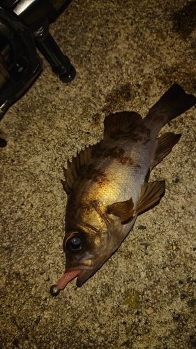メバルの釣果