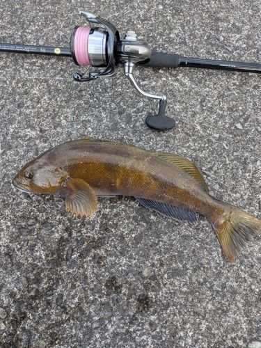 アイナメの釣果