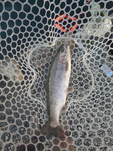 サクラマスの釣果