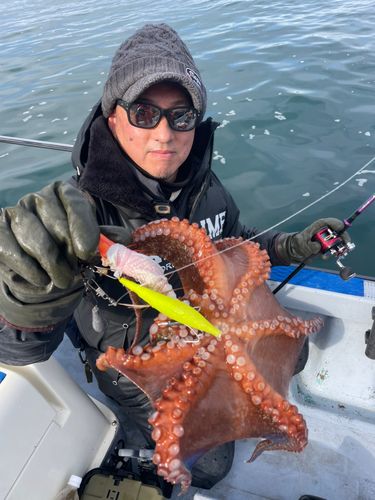 タコの釣果