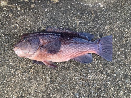 コブダイの釣果