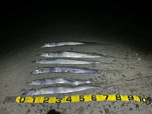 タチウオの釣果