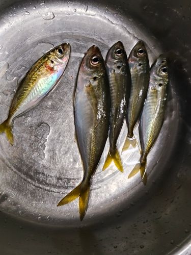 アジの釣果