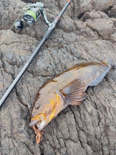 アイナメの釣果