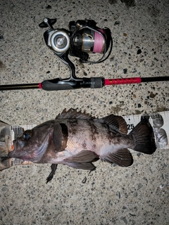 シロメバルの釣果