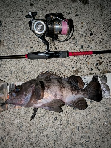 シロメバルの釣果