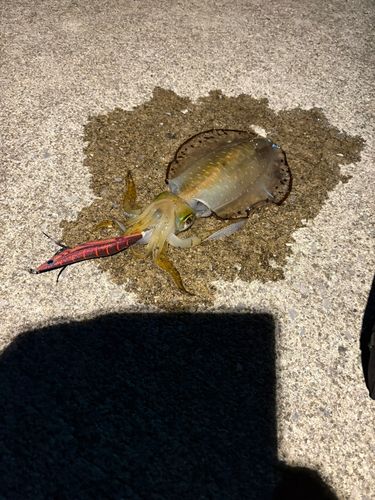 アオリイカの釣果